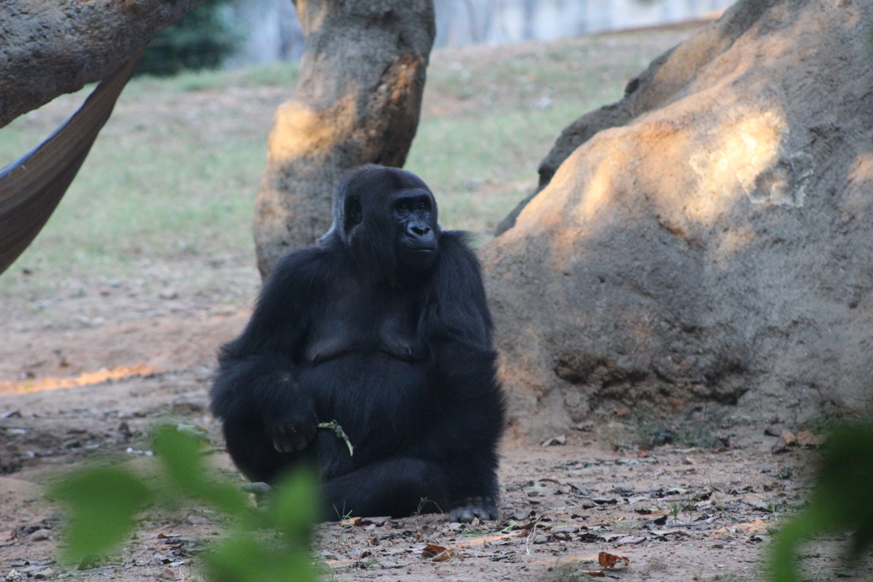 Problems with the Zoo