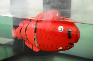 A close up example of the robotic fish in water. Photo Courtesy of NYU Poly