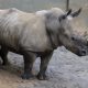 On October 11, 2021, Zoo Atlanta welcomed a 19-year-old female white rhinoceros named Kiazi. Photo submitted by Zoo Atlanta